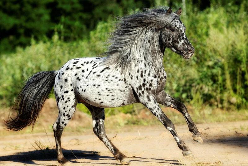 en usædvanlig hest af racen Appaloosa