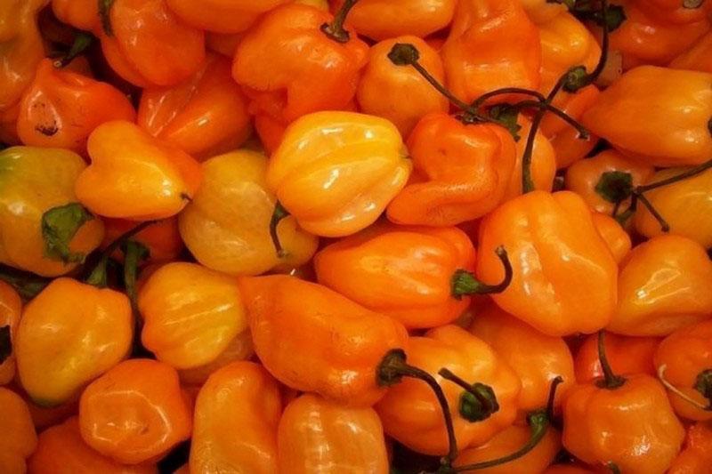 ovocie papriky habanero