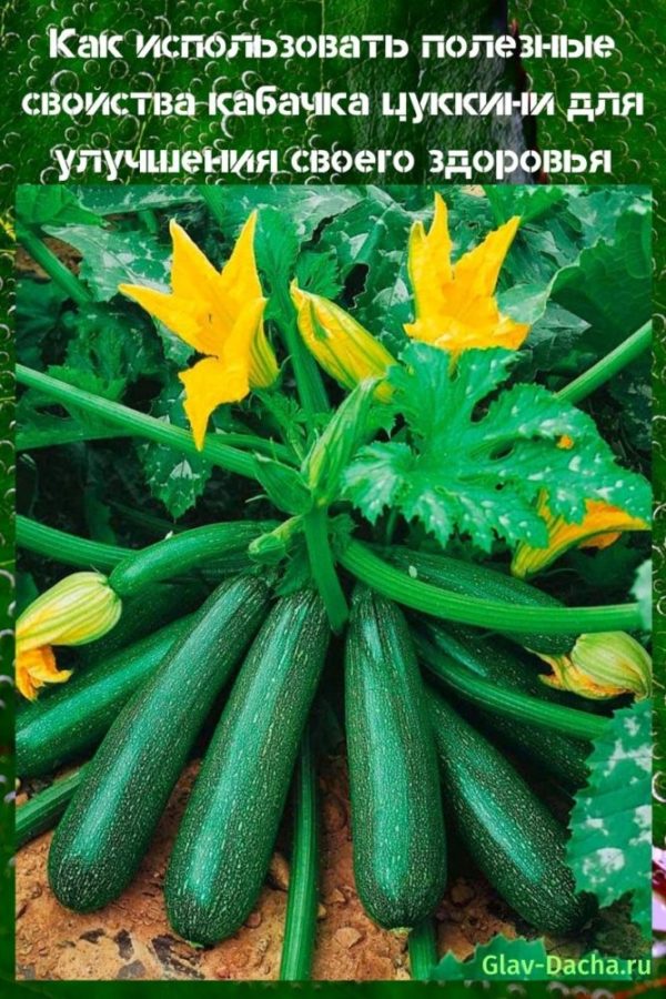 useful properties of zucchini zucchini
