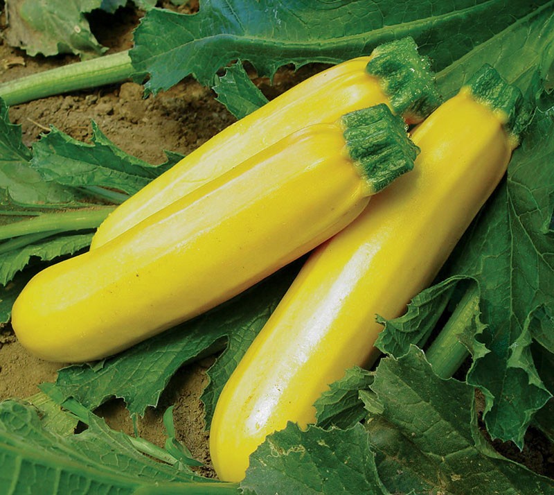 zucchini kuning