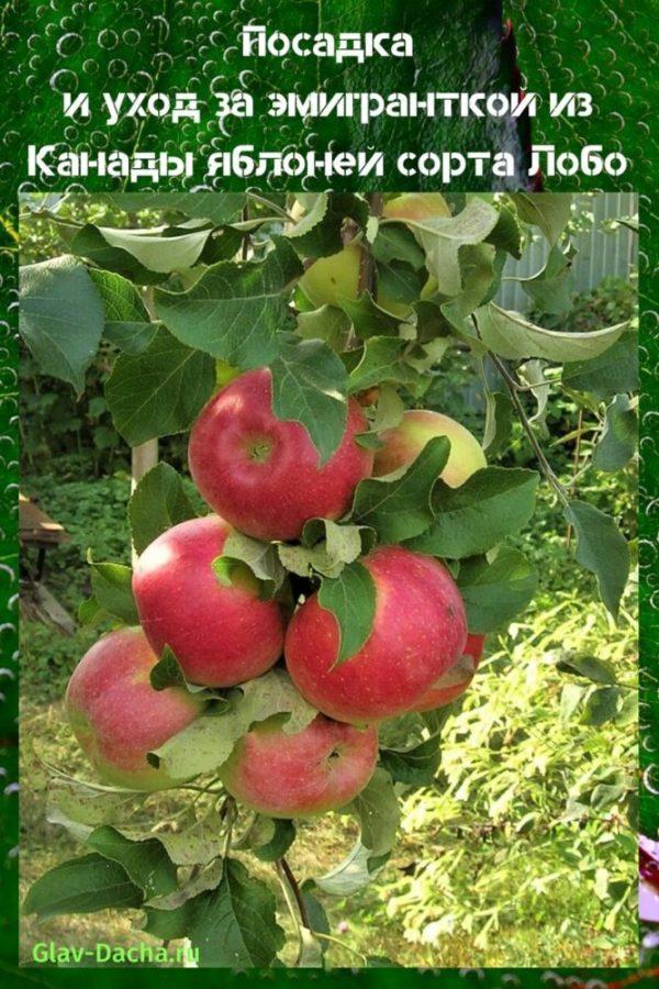 sadnja i briga o stablu jabuke lobo