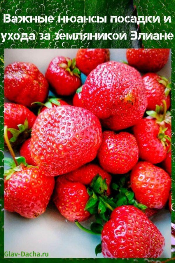 plantarea și îngrijirea căpșunilor eliane