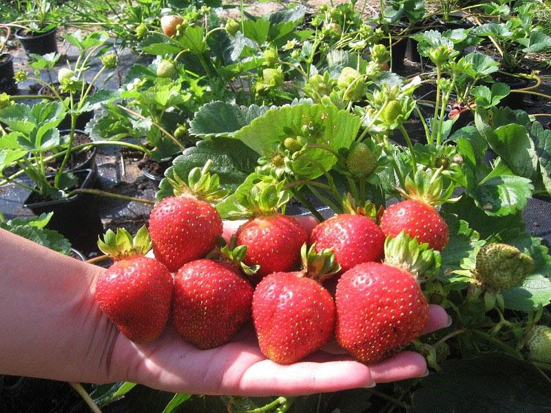 strawberi berbuah besar