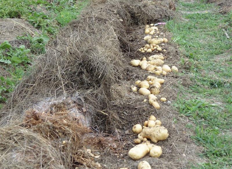 klady a zápory pěstování brambor pod slámou