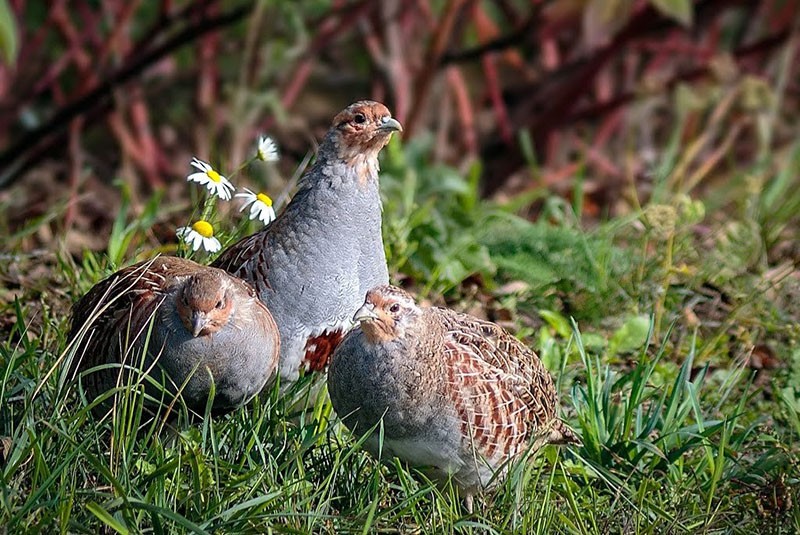 successful breeding of partridges at home