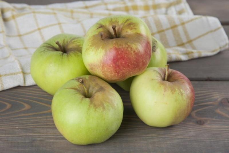 foto e descrizione del bogatyr della varietà di mele