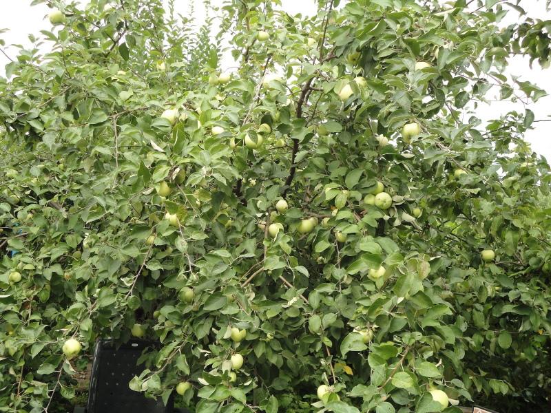 شجرة التفاح Bogatyr
