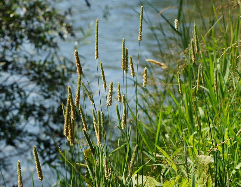 žitarica biljka timotej trava
