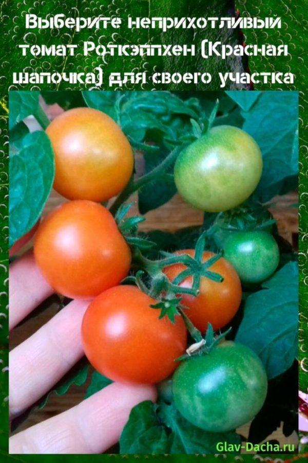 Tomato Rotkappchen (Tudung Berkuda Little Red)