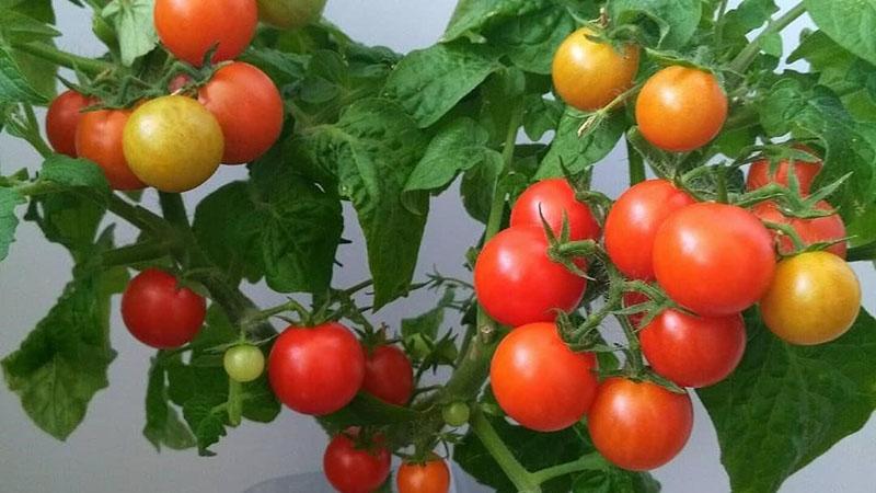 standart domates Rotkappchen (Kırmızı Başlıklı Kız)