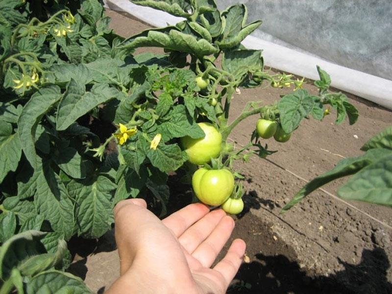 tvorené plody paradajok