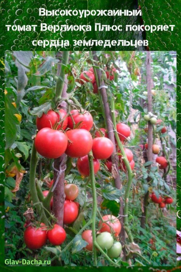 pomidoras „Verlioka Plus“
