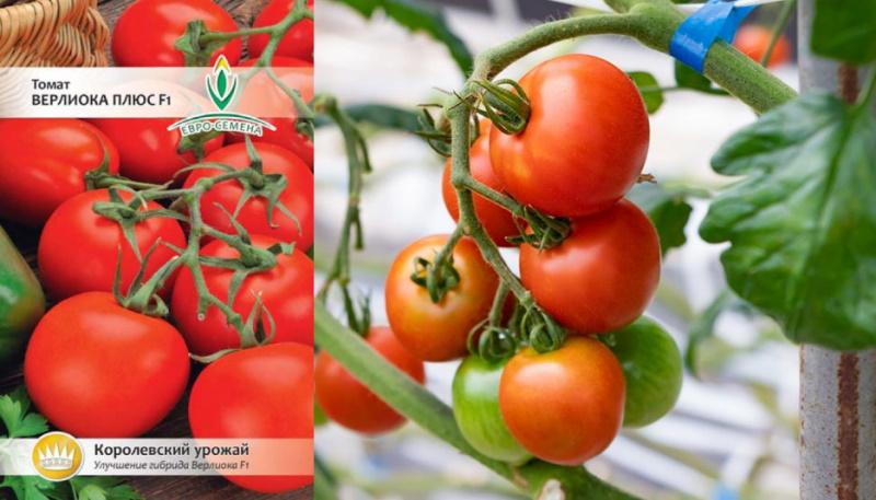 semená paradajok verlioka plus