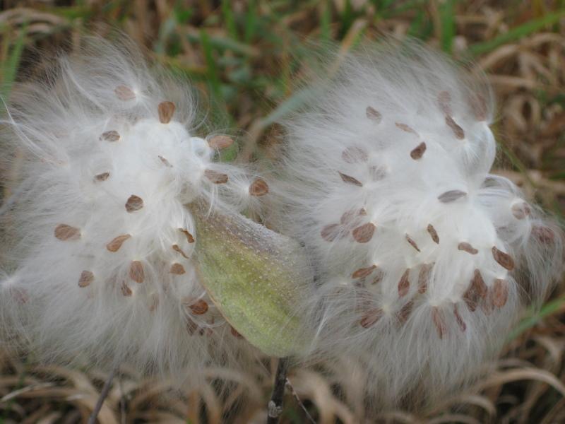 semillas de algodón
