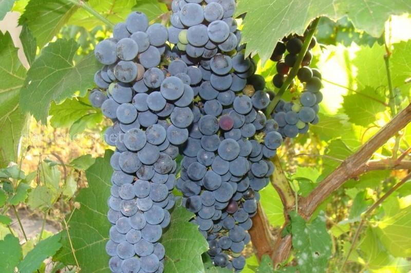 Descrizione della foto della varietà di uva Amur