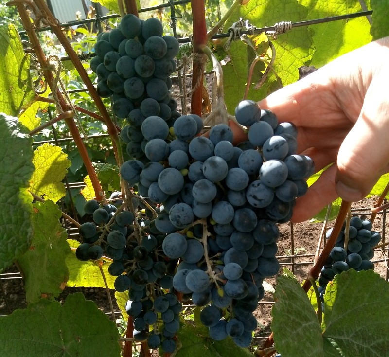 Amūro vynuogės duoda derlių ir skonį