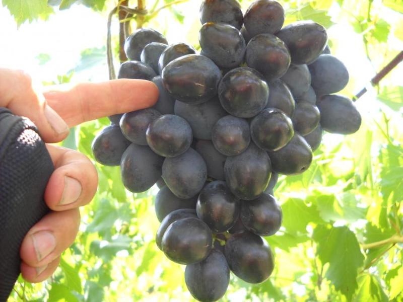 yield and taste of grapes furor