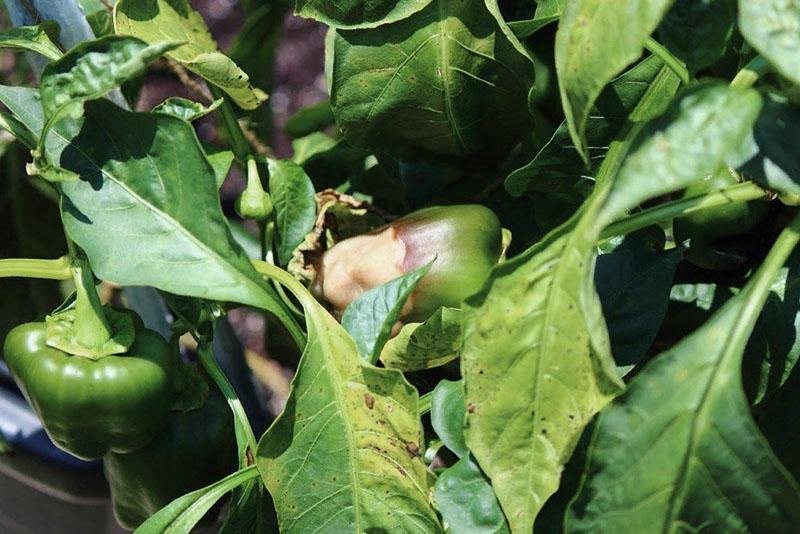 pepper leaves wither nutritional deficiency