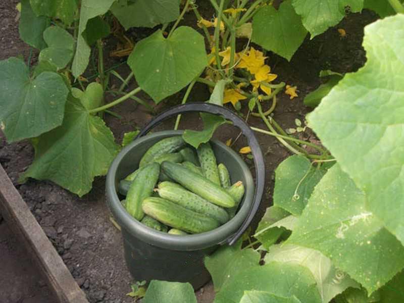 Growing cucumbers Zozul f1 in the open field