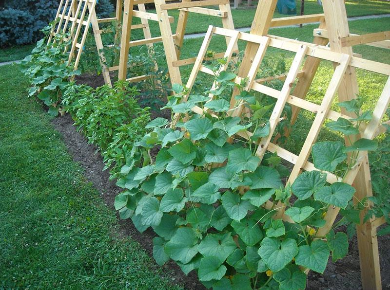 outdoor cucumber care