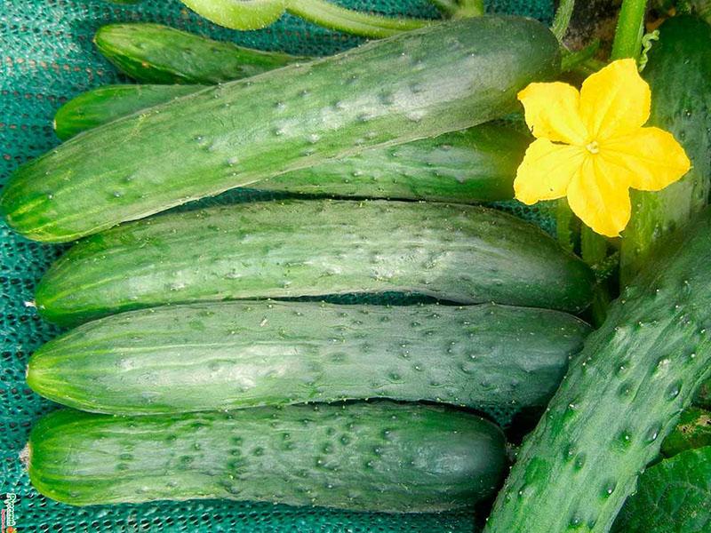 oogst van komkommers