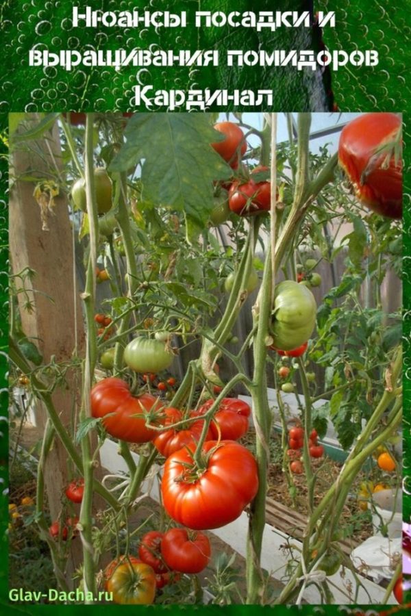 büyüyen domates kardinal