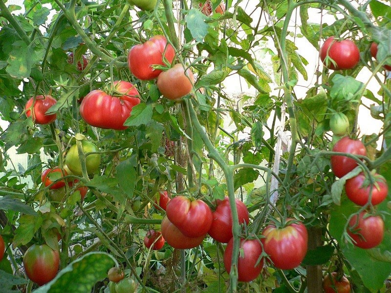high-yielding tomato variety cardinal