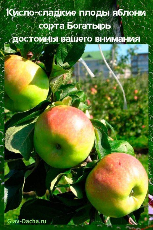 ต้นแอปเปิ้ลพันธุ์ Bogatyr