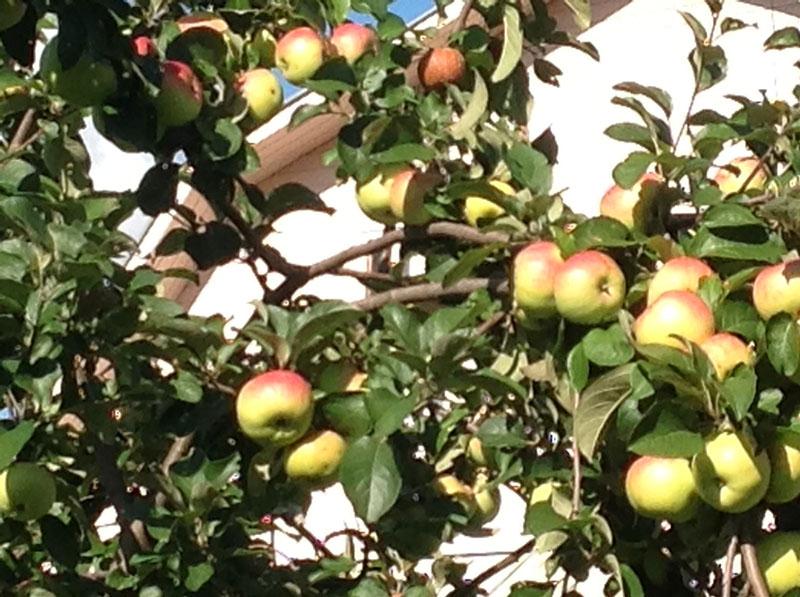 ผลของต้นแอปเปิ้ล Bogatyr สุก