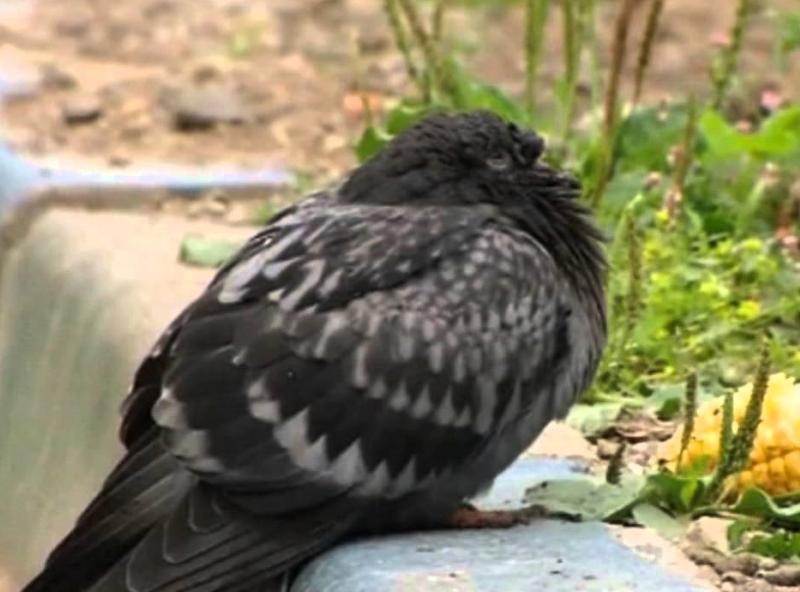diseases of pigeons and their symptoms