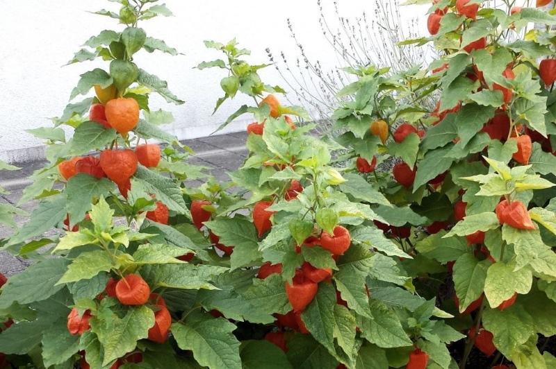physalis vegetable cultivation and care photo