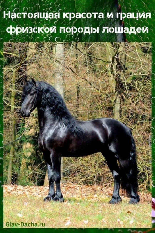 Фризијска раса коња