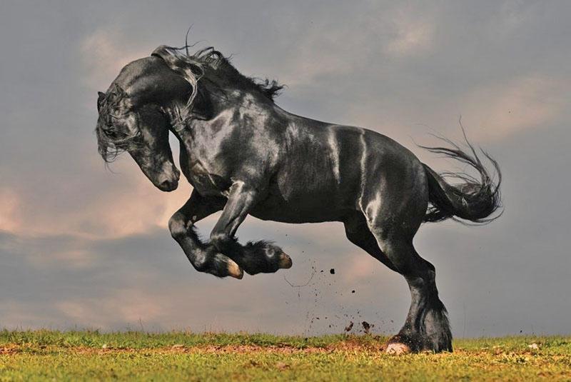 grația și puterea calului friesian