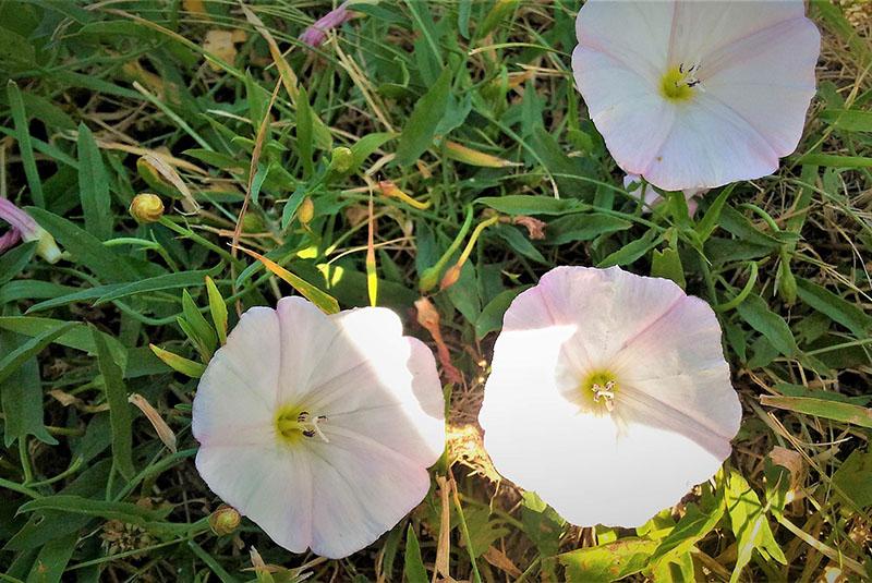 field bindweed in the beds
