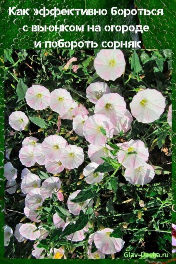 how to deal with bindweed in the garden