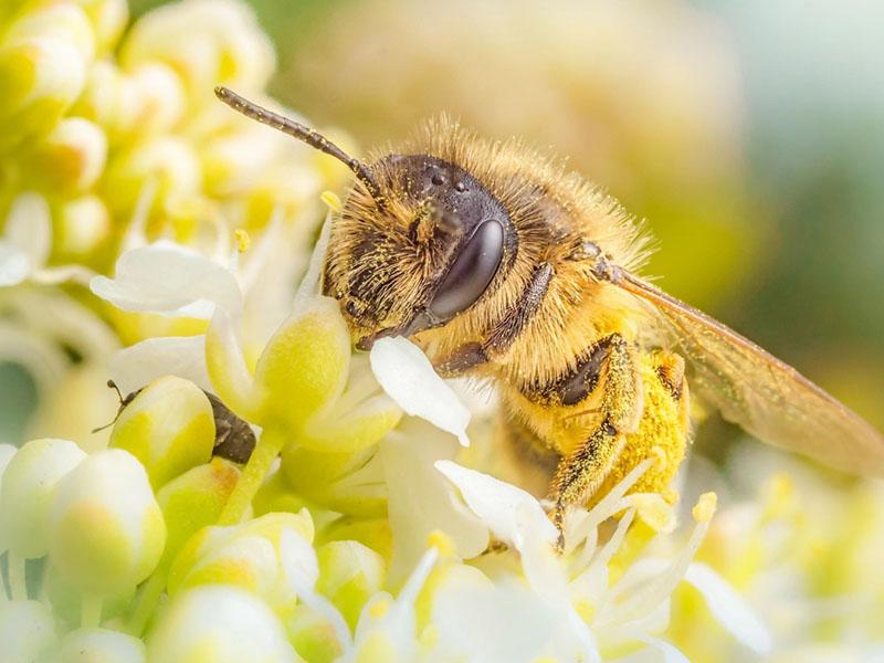 bitės renka žiedadulkes