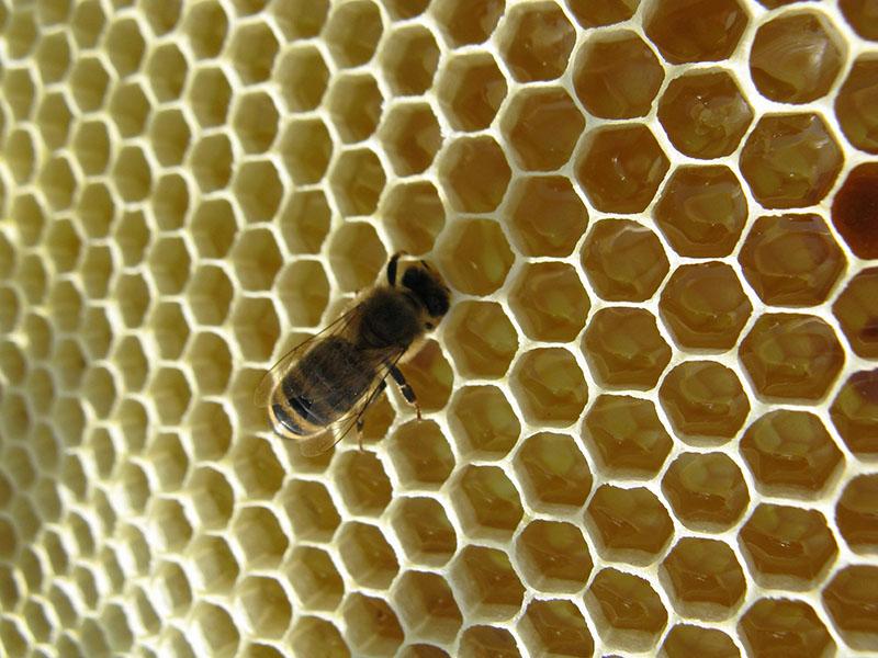 monoflorális méz