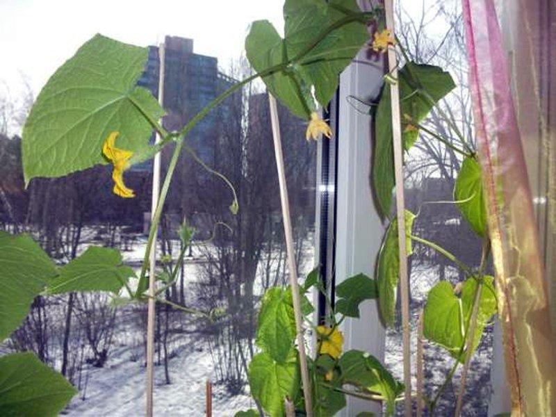 jak pěstovat okurky doma v zimě
