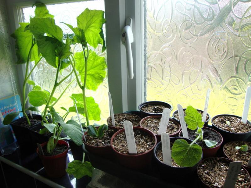 how to care for indoor cucumbers