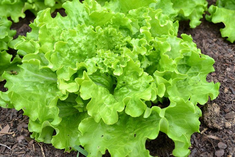 jaké zelené lze zasadit před zimním salátem