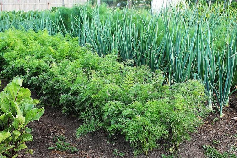 avantatges de plantar verdures i herbes a la tardor