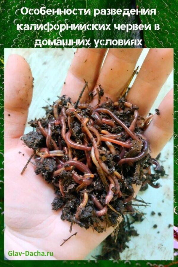 california worms