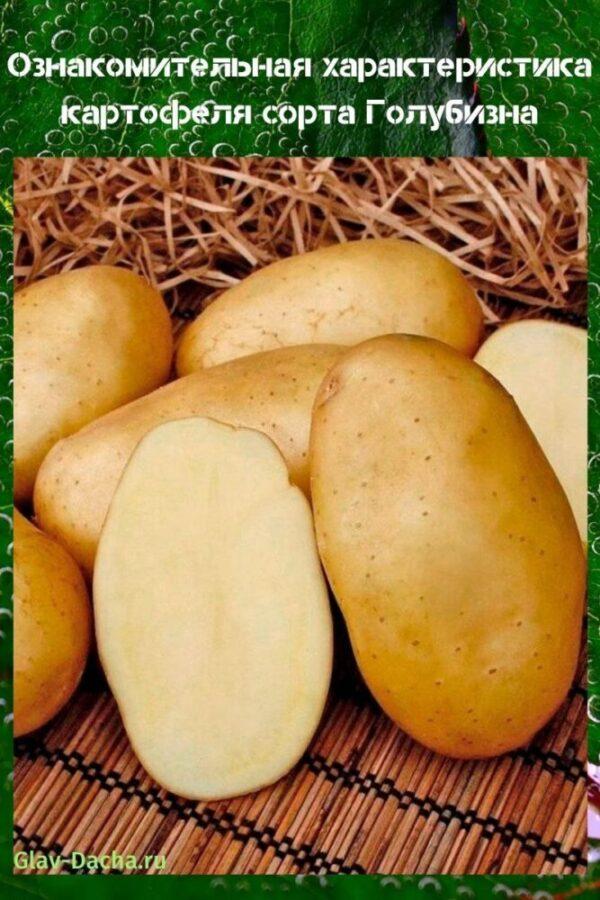 kenmerkend voor aardappelen blauw