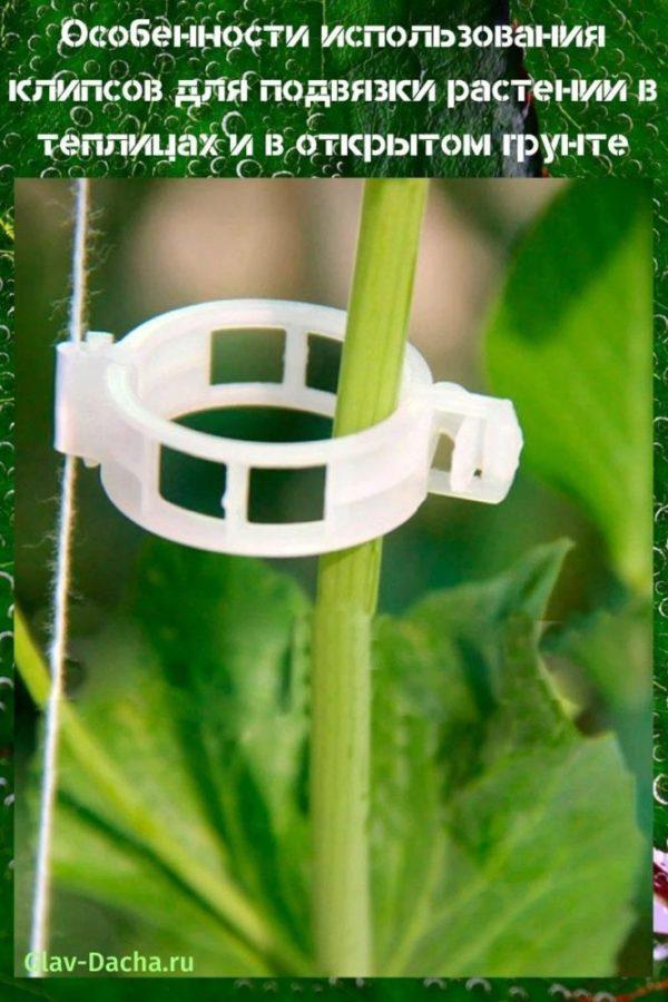 clips for garters of plants in greenhouses