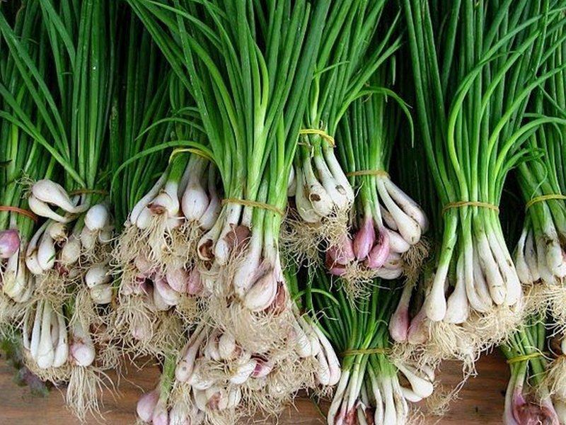 onion batun species
