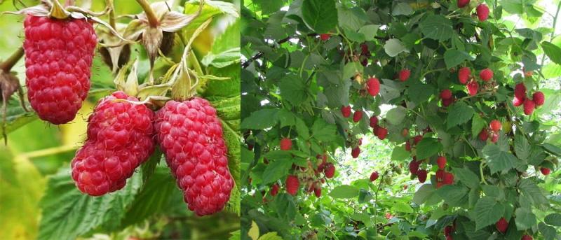 self-pollinating raspberry variety Pride of Russia