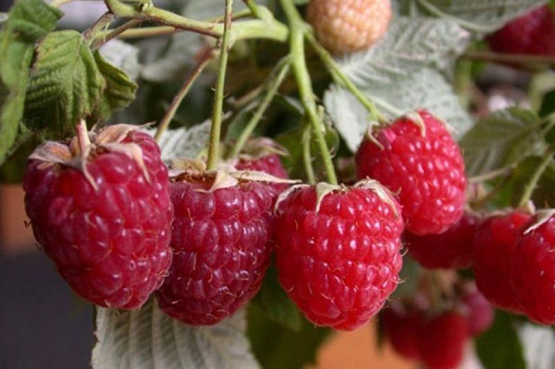 period of fruiting raspberry kirzhach