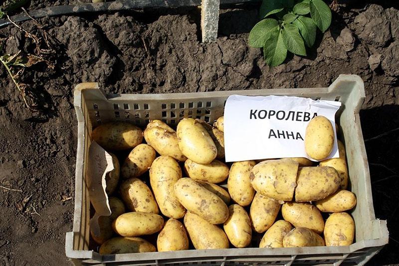 iba't ibang hybrid potato