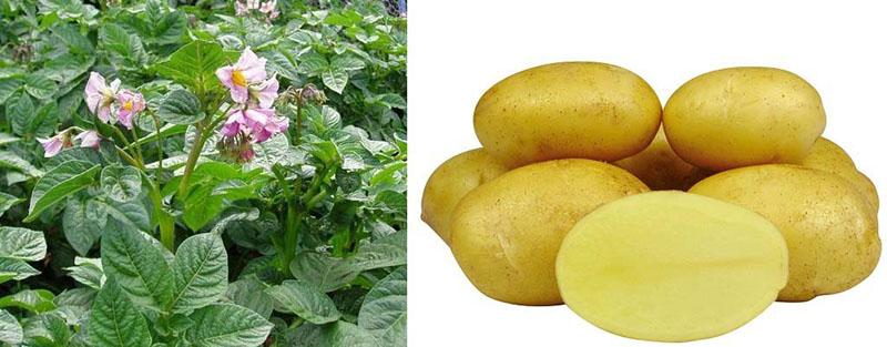 potatis i blom Queen Anna