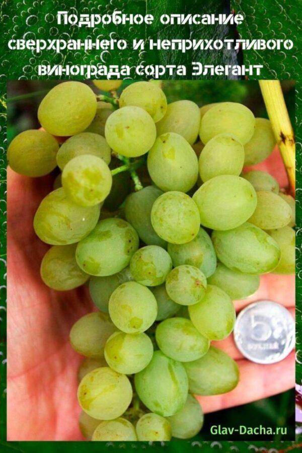 descripción de la variedad de uva elegante